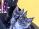 Safkan Mainecoon Smoke Yavruları Acil