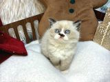 Ragdoll mükemmel yavrular