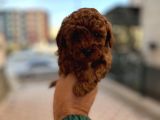 Toypoddle Bebekler