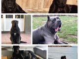 Dev Blue Cane Corso Yavruları