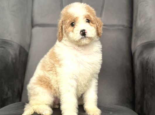 Özel Renk Labradoodle Bebeği̇mi̇z A Kali̇te görsel