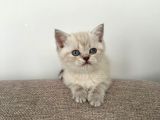 Safkan 2 Aylık Yavru British Shorthair Dişi Aşılı Eğitimli