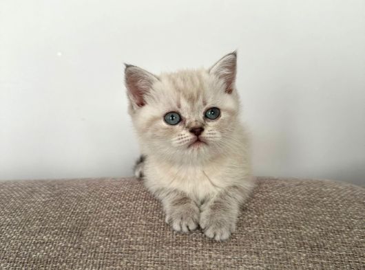 Safkan 2 Aylık Yavru British Shorthair Dişi Aşılı Eğitimli