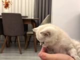 Safkan 2 Aylık Yavru British Shorthair Dişi Aşılı Eğitimli