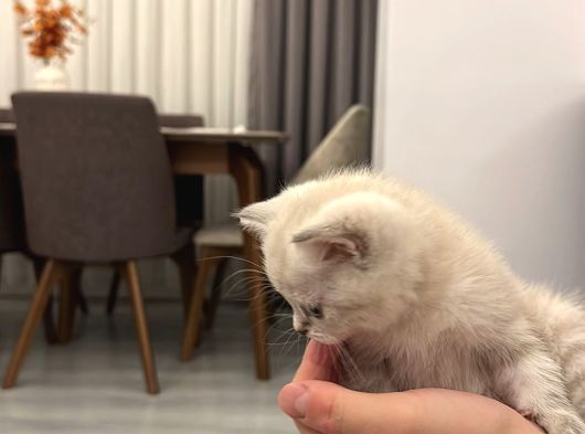 Safkan 2 Aylık Yavru British Shorthair Dişi Aşılı Eğitimli görsel