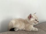 Safkan 2 Aylık Yavru British Shorthair Dişi Aşılı Eğitimli