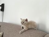 Safkan 2 Aylık Yavru British Shorthair Dişi Aşılı Eğitimli