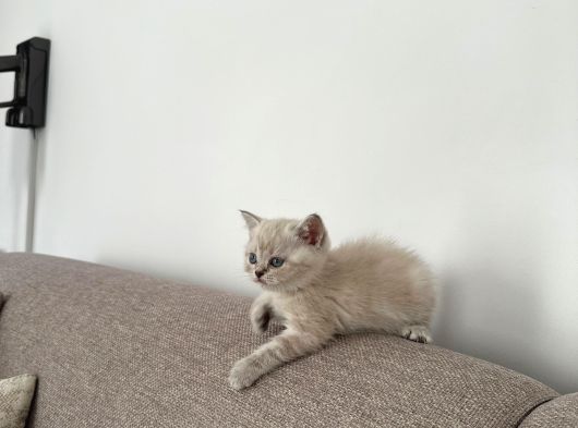 Safkan 2 Aylık Yavru British Shorthair Dişi Aşılı Eğitimli görsel