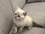 Safkan 2 Aylık Yavru British Shorthair Dişi Aşılı Eğitimli