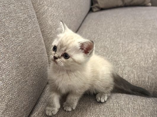 Safkan 2 Aylık Yavru British Shorthair Dişi Aşılı Eğitimli görsel