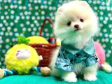 Teddy Bear Pomeranian Boo Yavrularimiz