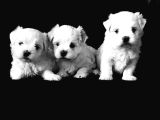 MÜKEMMEL MALTESE BEBEKLERİMİZ
