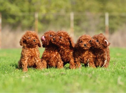 Toy Poodle Yavrularimiz