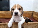 Elizabeth Beagle