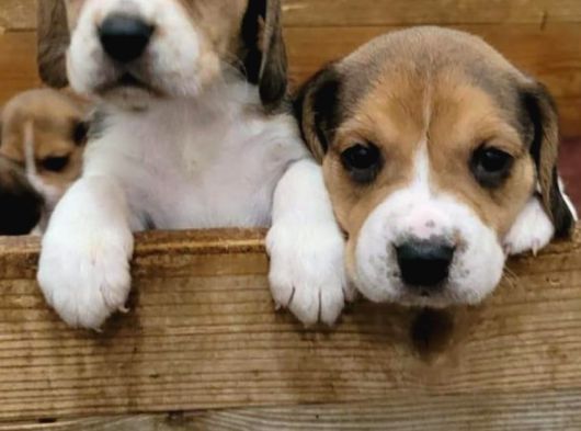 Elizabeth Beagle görsel