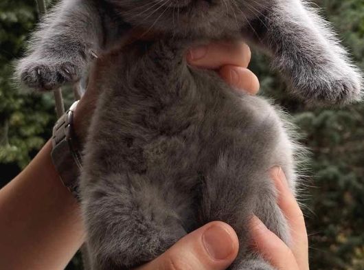 British Short Hair Bebekler görsel