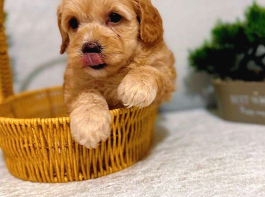 A Kalite Maltipoo Yavrularımız görsel