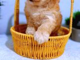 A Kalite Maltipoo Yavrularımız