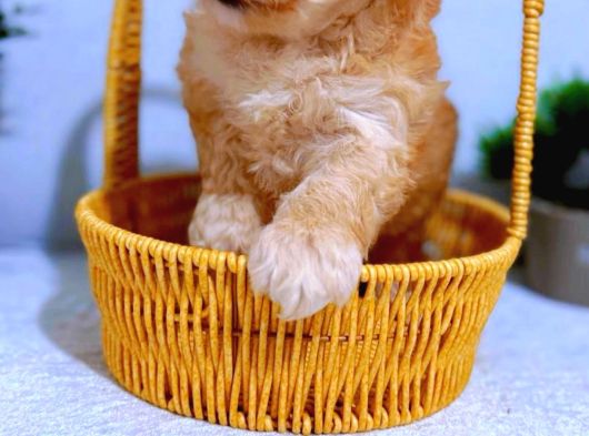 A Kalite Maltipoo Yavrularımız görsel