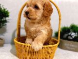 A Kalite Maltipoo Yavrularımız