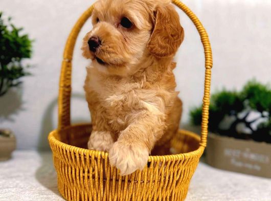 A Kalite Maltipoo Yavrularımız görsel