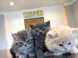EN GÜZEL SCOTTISH FOLD YAVRULARIMIZ FENOMEN PET SHOP ANKARA