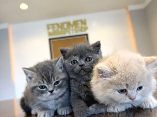 En Güzel Scottish Fold Yavrularimiz Fenomen Pet Shop Ankara