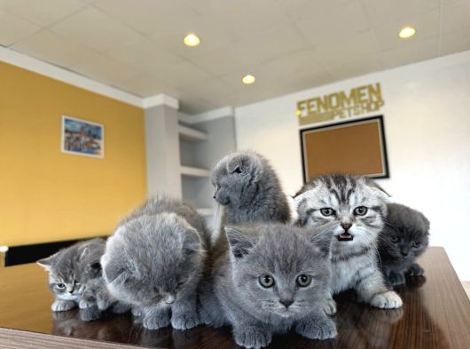 En Güzel Scottish Fold Yavrularimiz Fenomen Pet Shop Ankara görsel