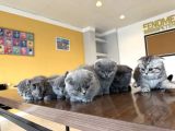 En Güzel Scottish Fold Yavrularimiz Fenomen Pet Shop Ankara