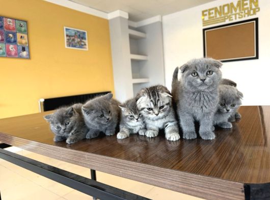 En Güzel Scottish Fold Yavrularimiz Fenomen Pet Shop Ankara görsel