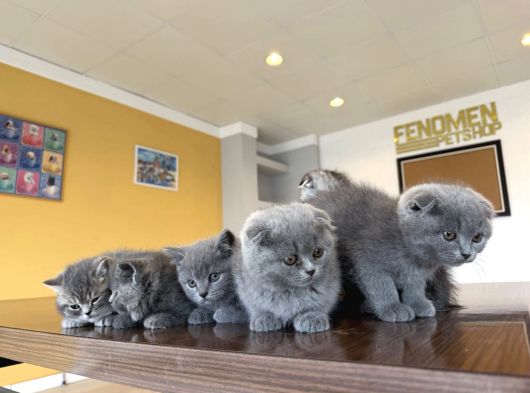En Güzel Scottish Fold Yavrularimiz Fenomen Pet Shop Ankara görsel