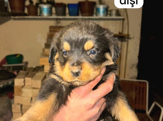 İri kafa rottweiler bebekler