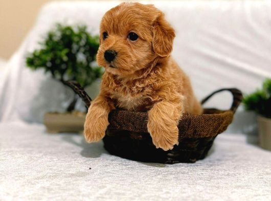 A Kalite Maltipoo Yavrularımız