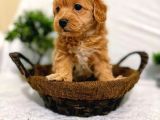 A Kalite Maltipoo Yavrularımız