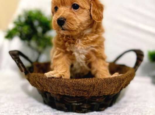 A Kalite Maltipoo Yavrularımız görsel
