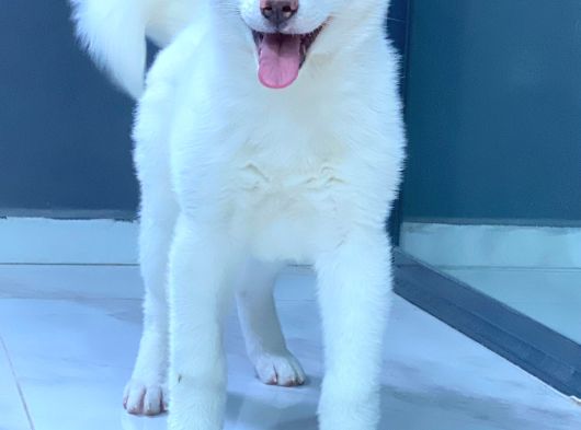 Japon Aki̇ta Inu Yavrulari̇ İstanbul görsel