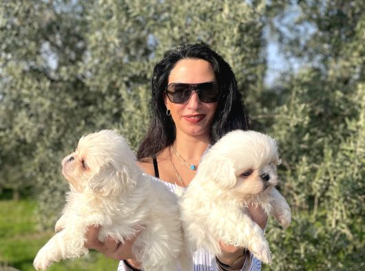 Maltese Yavrularım Sağlık Ve Irk Garantilid görsel