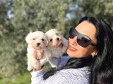 Maltese Yavrularım Sağlık Ve Irk Garantilid