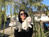 Maltese Yavrularım Sağlık Ve Irk Garantili