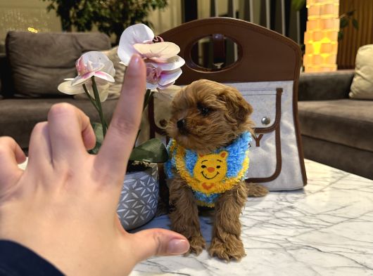 Micro Core Maltipoo Yavru Satışı  Veteriner Kontrollü görsel
