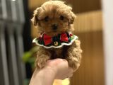 Micro Core Maltipoo Satılık  Büyümez Veteriner Kontrollü Y
