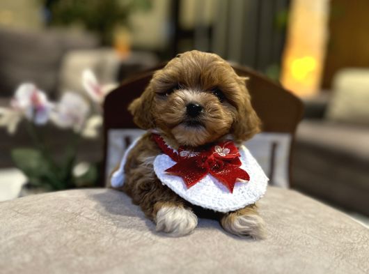 Micro Core Maltipoo Satışı  Minik Irk