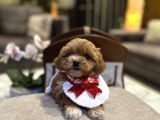 Micro Core Maltipoo Satışı  Minik Irk