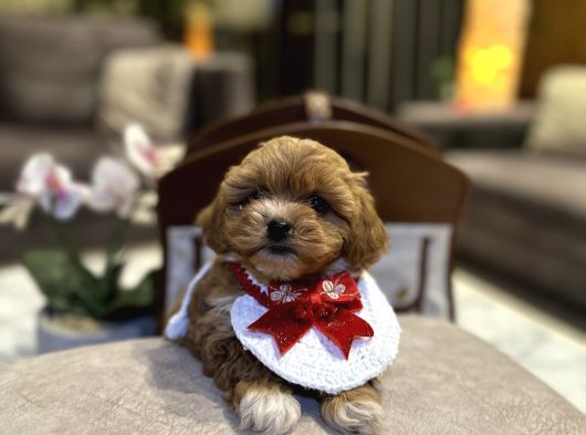 Micro Core Maltipoo Satışı  Minik Irk görsel