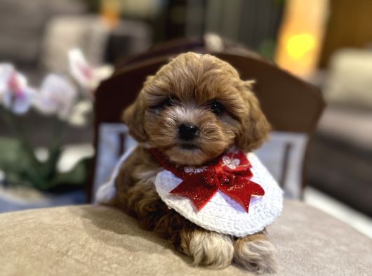 Micro Core Maltipoo Satışı  Minik Irk görsel