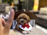 Micro Core Maltipoo Satışı  Minik Irk