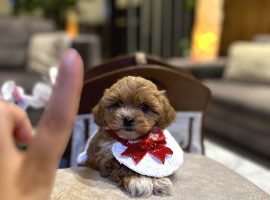 Micro Core Maltipoo Satışı  Minik Irk görsel