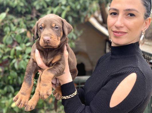 Doberman Yavrularım Sağlık Ve Irk Garantilidir