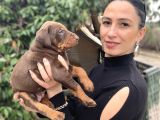 Doberman Yavrularım Sağlık Ve Irk Garantilidir