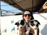 Border colie Yavrularım sağlık ve ırk garantili